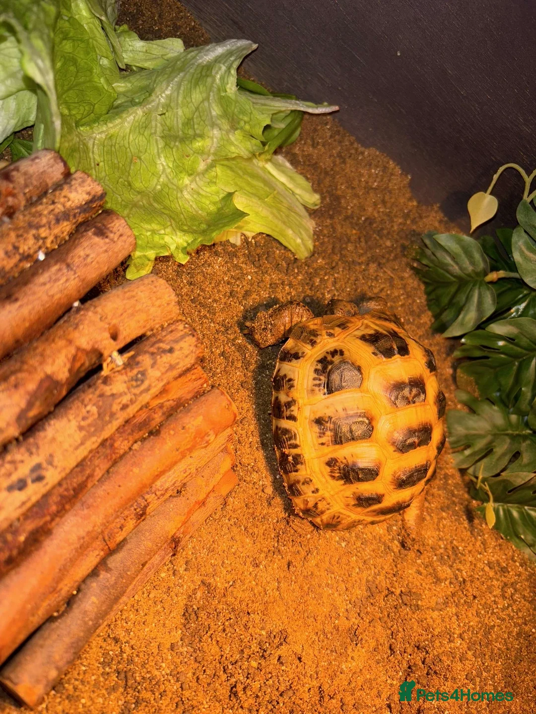 Tortoise reptiles for sale: Horsefield tortoise  - Advert 1
