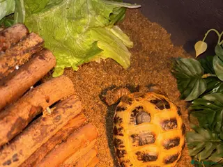 Tortoise reptiles Horsefield tortoise - Advert 14