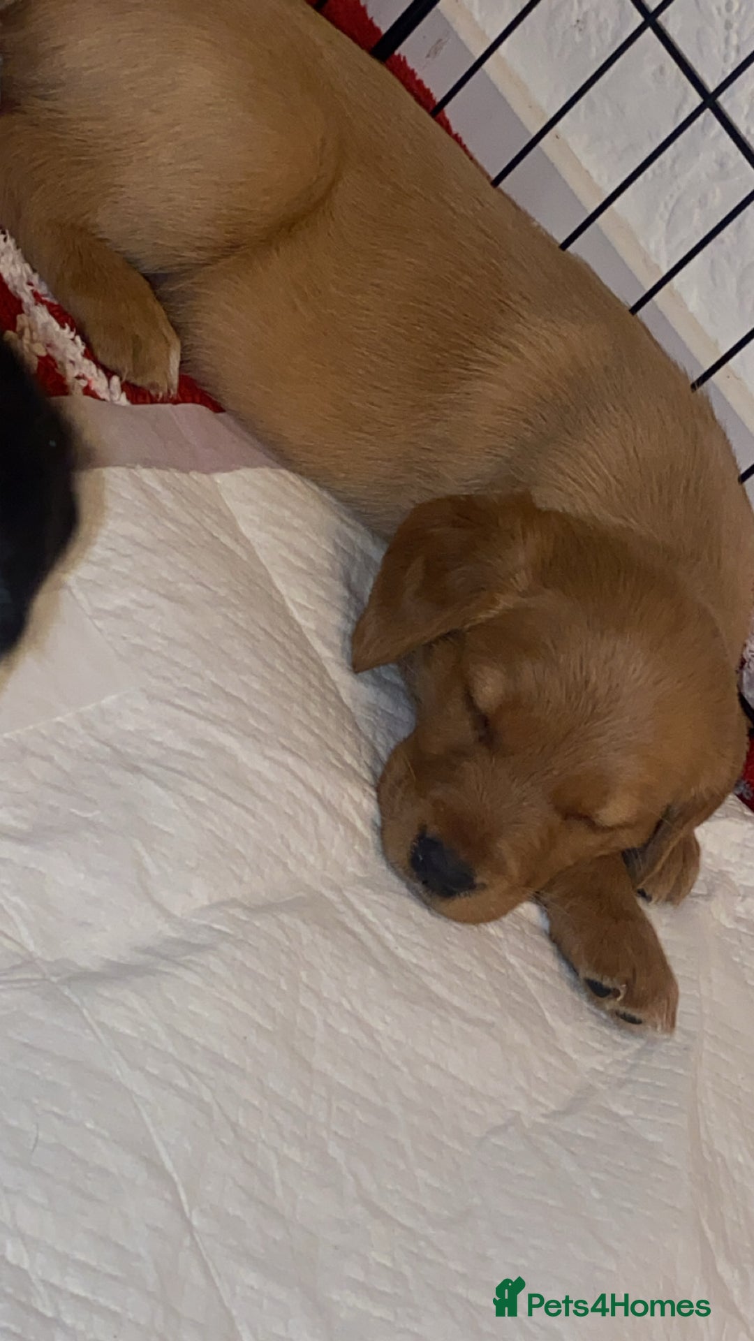 Springador dogs for sale: Labrador puppies - Advert 38