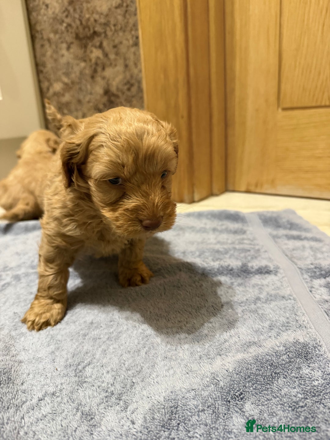 Cockapoo dogs for sale: DNA Health Tested Cockapoos  - Advert 9