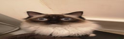 Ragdoll cats for sale: Smokey - Advert 8