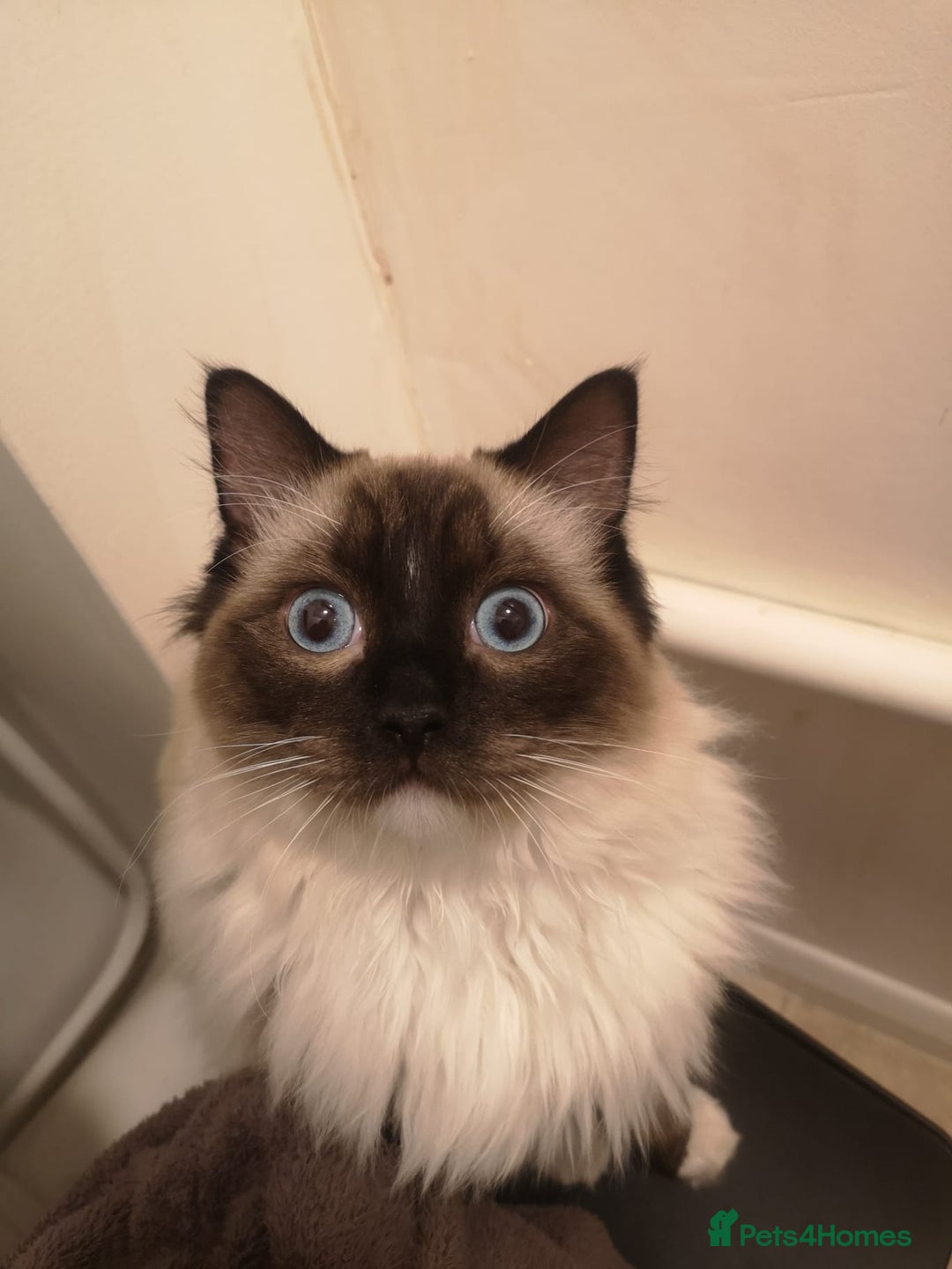 Ragdoll cats for sale: Smokey - Advert 8