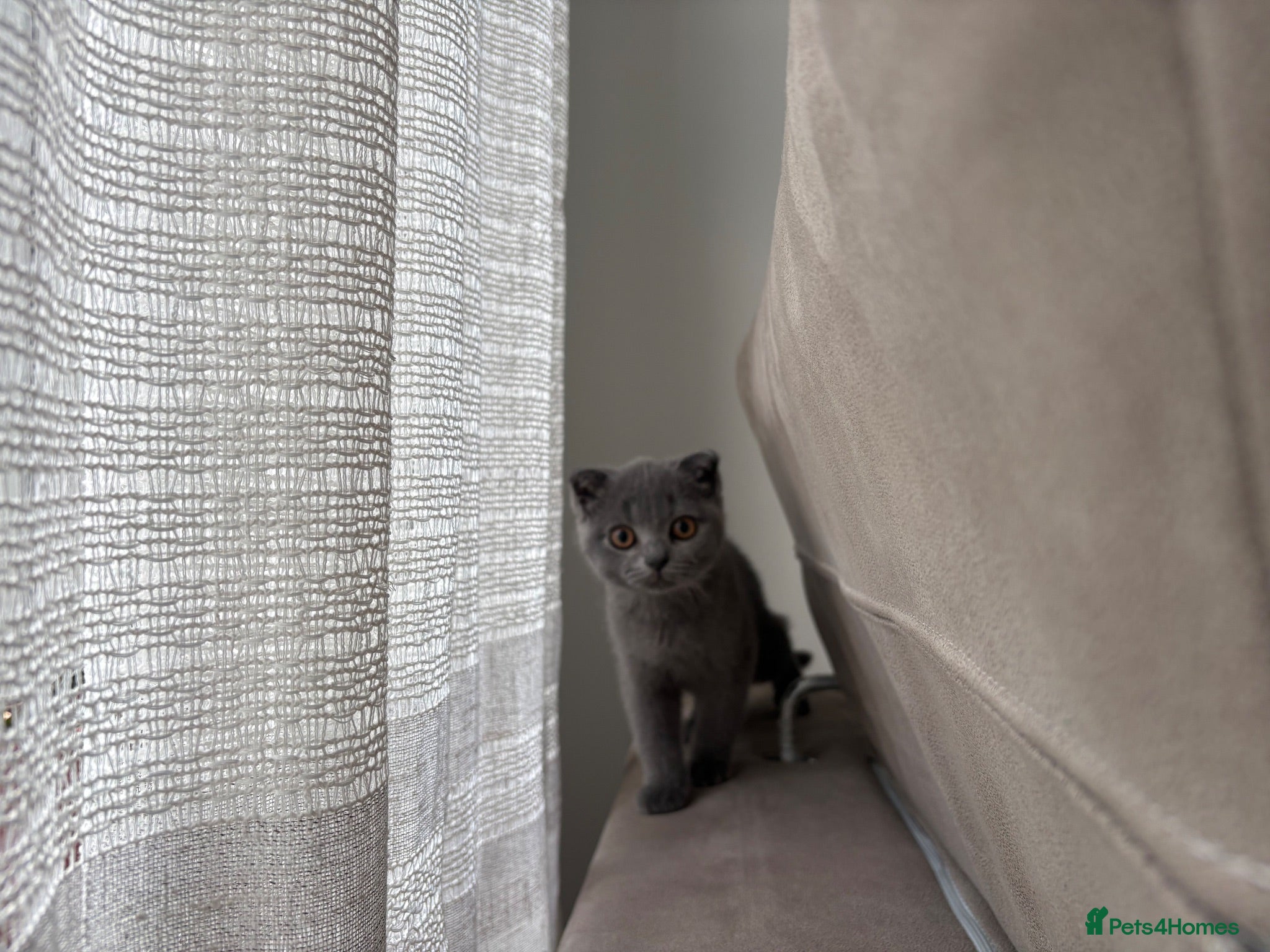 Scottish Fold cats Playful  lovely Scottish Fold - Advert 17