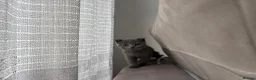 Scottish Fold cats for sale: Playful  lovely Scottish Fold - Advert 5