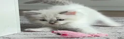 Ragdoll cats for sale: GCCF REGISTERED DNA TESTED PARENTS - Advert 24