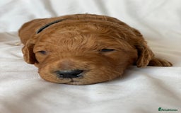 Labradoodle dogs for sale: Beautiful F3b Labradoodle Puppies - Image 15