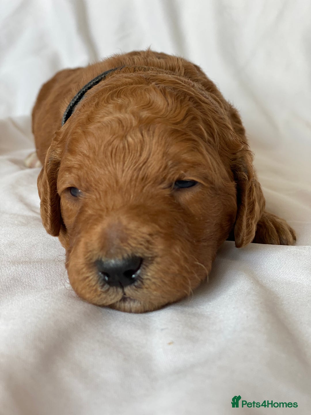 Labradoodle dogs for sale: Beautiful F3b Labradoodle Puppies - Image 15