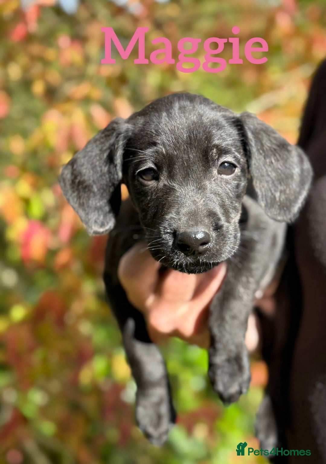 Labrador Retriever dogs for sale: Outstanding DRAKESHEAD working Labrador Puppies  - Image 4