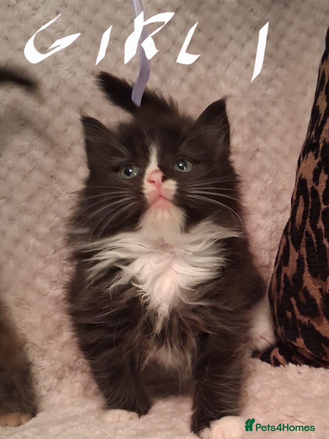Maine Coon cats for sale: Beautiful Maine Coon kittens  - Advert 12
