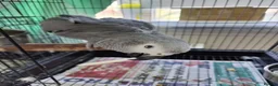 Parrots birds for sale: Baby African Gray  - Advert 3