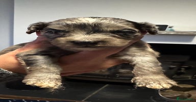 Cockapoo dogs - Advert 1