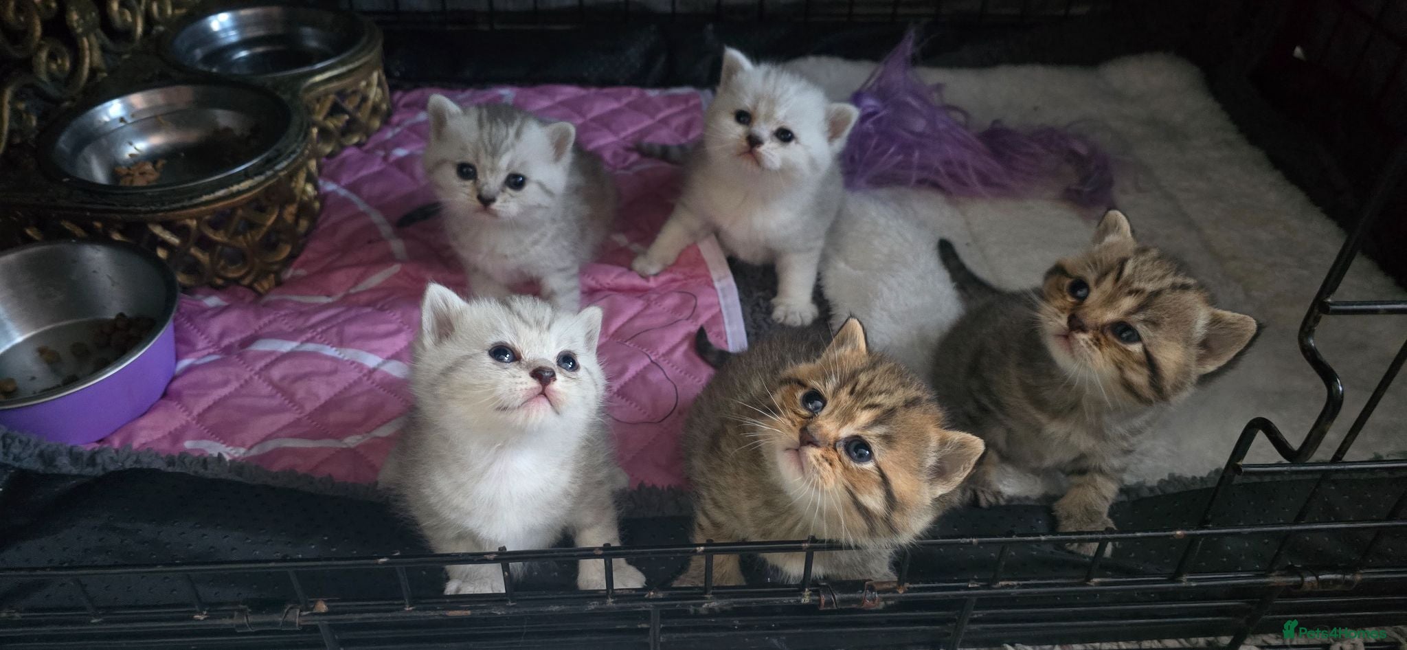 British Shorthair cats British Shorthairs ready for a new home  - Advert 7