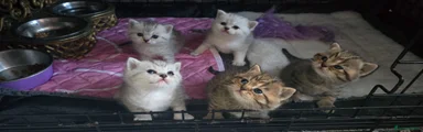 British Shorthairs ready for a new home 