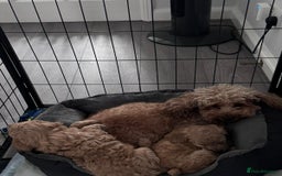 Toy Poodle dogs for sale: Beautiful Toy Poodle Puppy - Advert 2