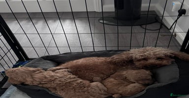 Toy Poodle dogs Beautiful Toy Poodle Puppy - Advert 7