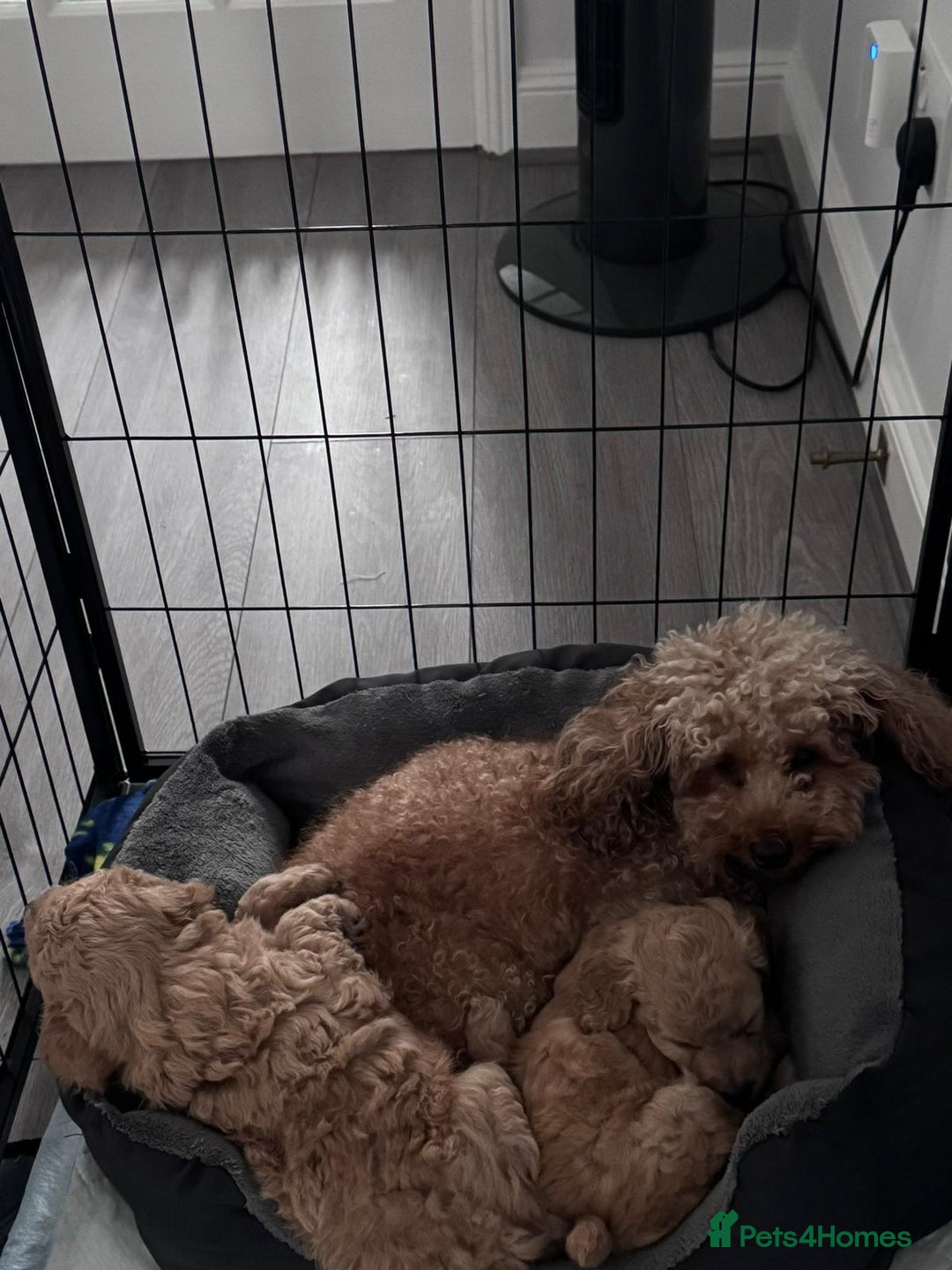Toy Poodle dogs for sale: Beautiful Toy Poodle Puppy - Advert 2