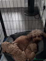 Toy Poodle dogs Beautiful Toy Poodle Puppy - Advert 10