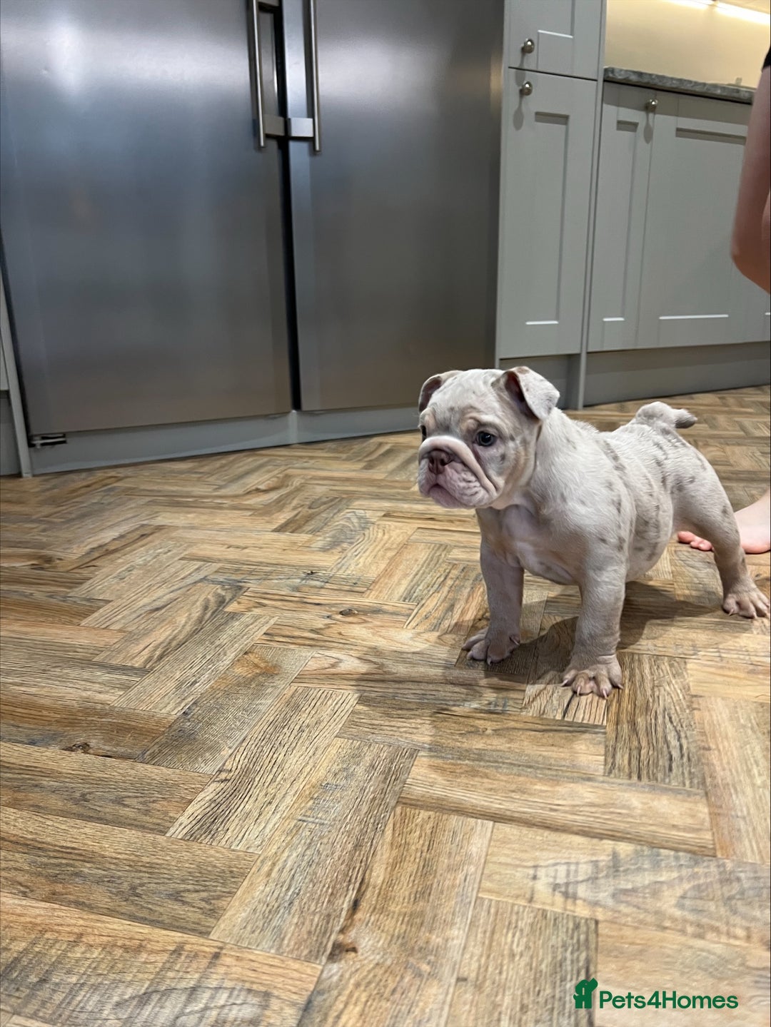 English Bulldog dogs for sale: Beautiful Female Merle English Bulldog Puppy - Advert 2