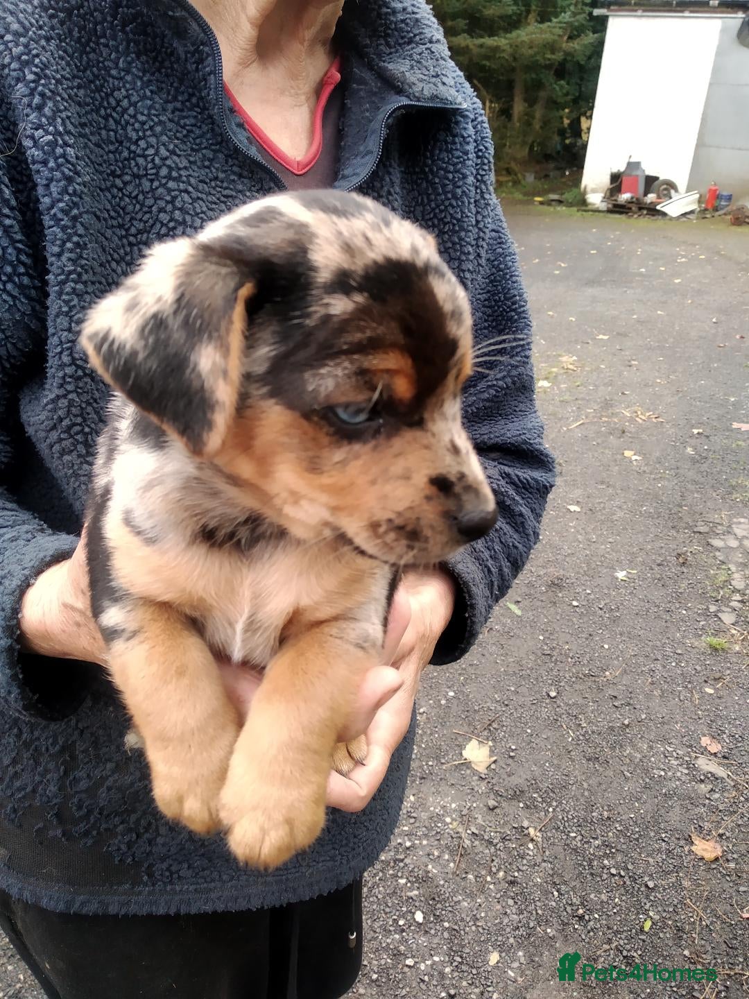 Jack Russell dogs for sale: Rare short legged Jack Russell puppies - Image 7