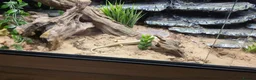 Skink reptiles for sale: Berber skink for sale  - Advert 4
