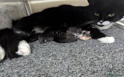 Maine Coon cats for sale: 3/4 Maine Coon Girl - Image 3