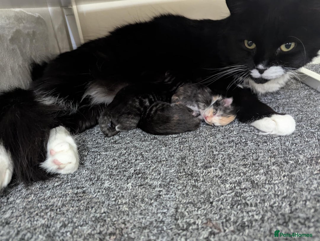 Maine Coon cats for sale: 3/4 Maine Coon Girl - Image 3