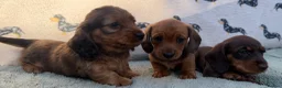 Miniature Dachshund dogs for sale: Quality miniature dachshunds  - Advert 6
