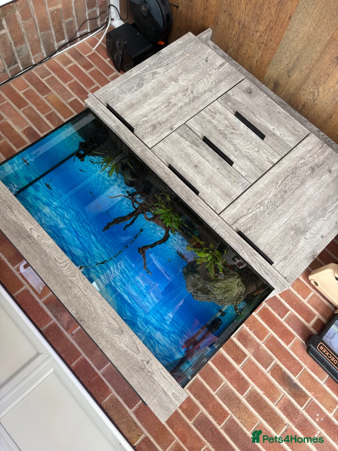Loaches fish for sale: Whole fish tank setup for sale  - Advert 4