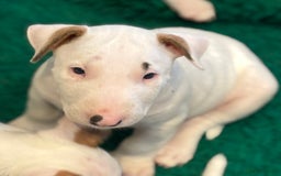 English Bull Terrier dogs for sale: English bull terrier puppies  - Image 15