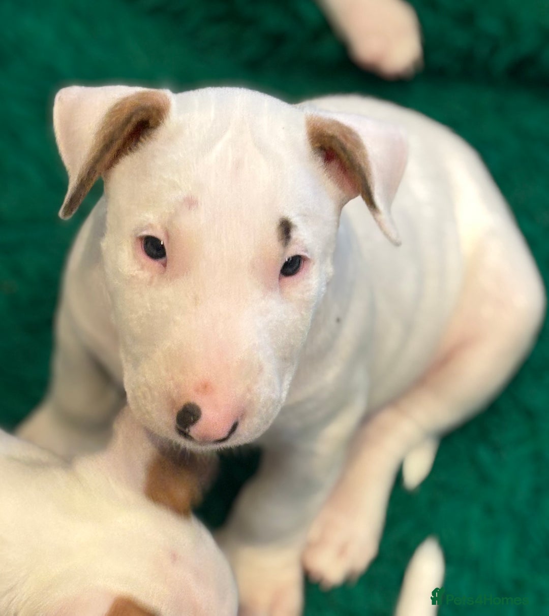 English Bull Terrier dogs for sale: English bull terrier puppies  - Image 15