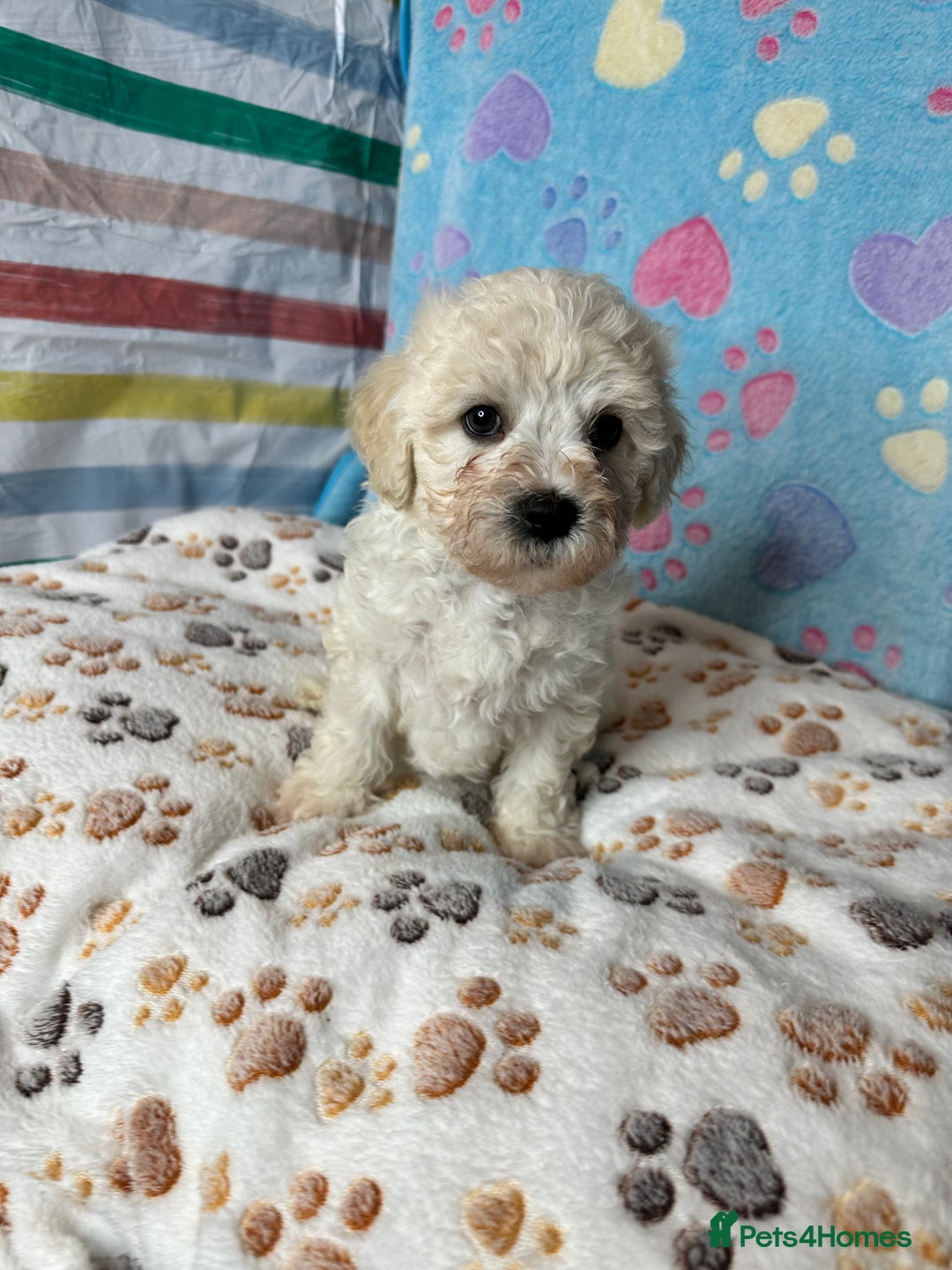 Cavachon dogs for sale: Beautiful Litter of Cavachon Puppies - Image 7