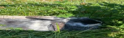 English Lop rabbits for sale: 2 female rabbits  in Winscombe - Advert 3
