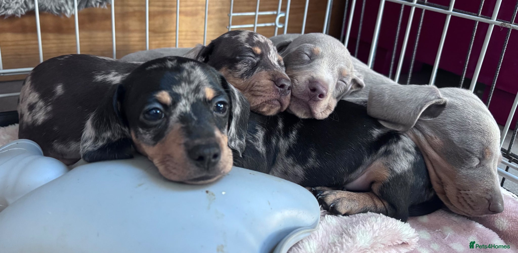 Dachshund dogs Beautiful Dachshund Litter - Advert 1