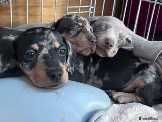 Dachshund dogs Beautiful Dachshund Litter - Advert 12