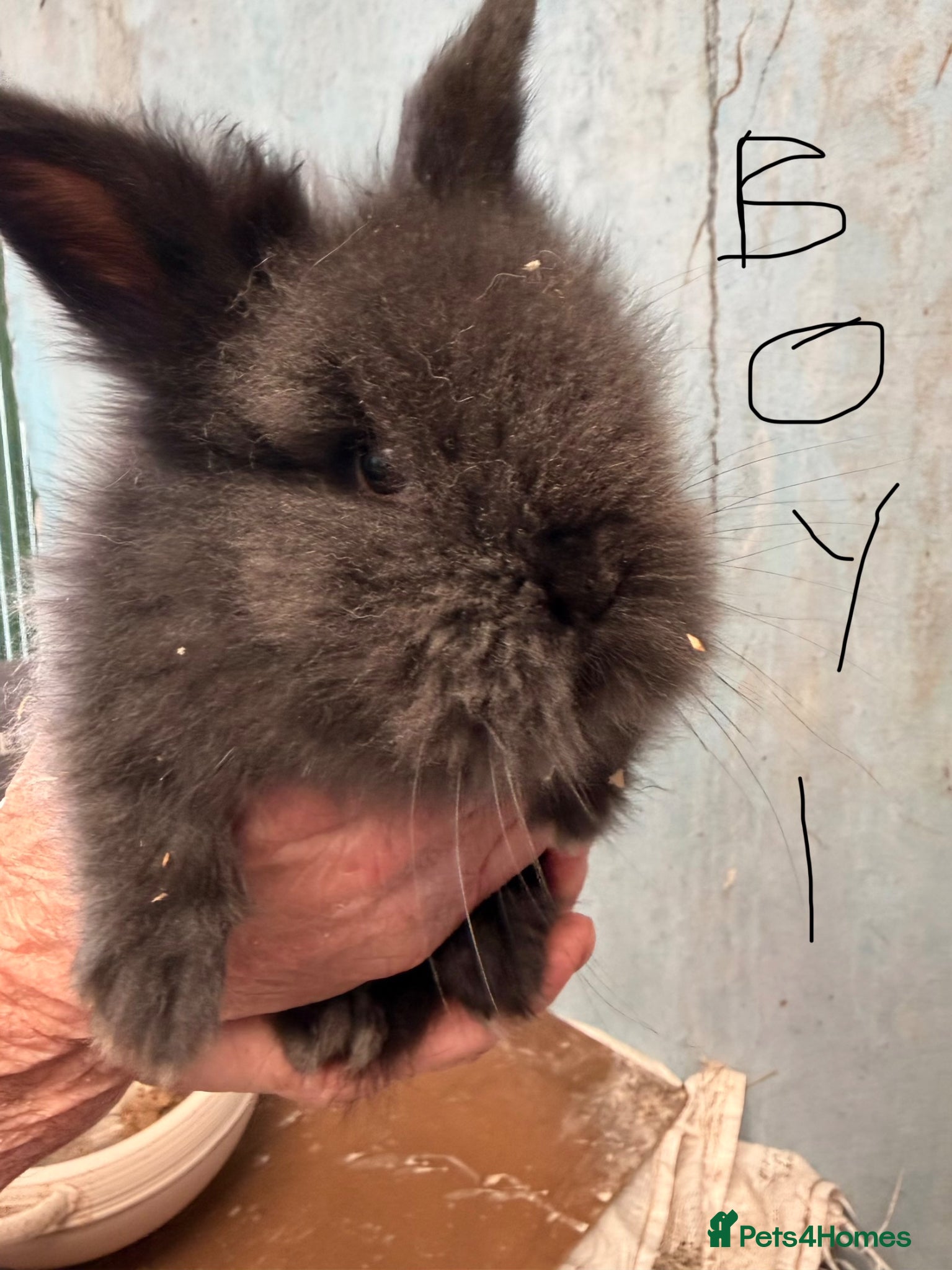 Lionhead rabbits 2 male 8week old lionheads left  - Advert 5