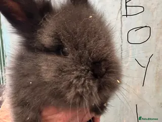 Lionhead rabbits 2 male 8week old lionheads left - Advert 5
