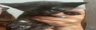 Mixed Breed 5