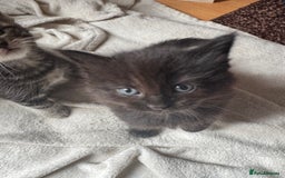 Mixed Breed cats for sale: 8 beautiful kittens (ready to go) - Image 6