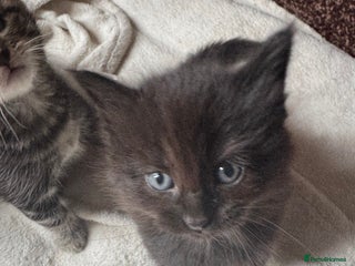 Mixed Breed cats - Advert 9