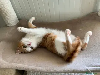 Mixed Breed cats Raviolo - Banham Norfolk - Advert 1