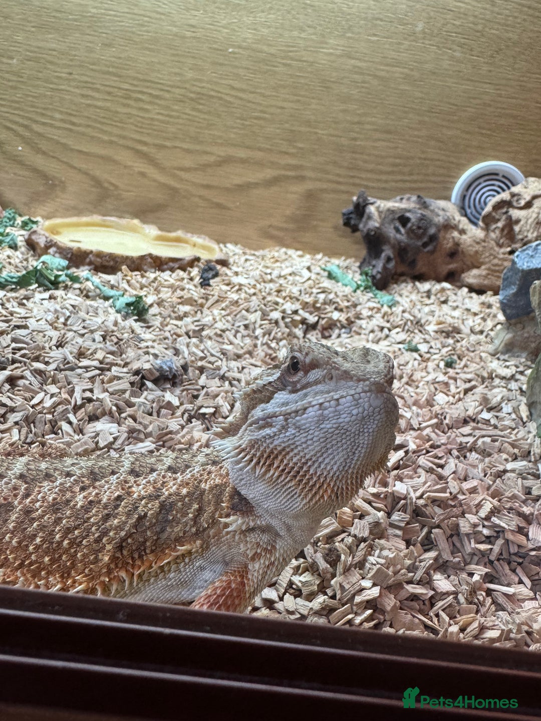 Bearded Dragon reptiles for sale: Bearded dragon and full set up - Image 3