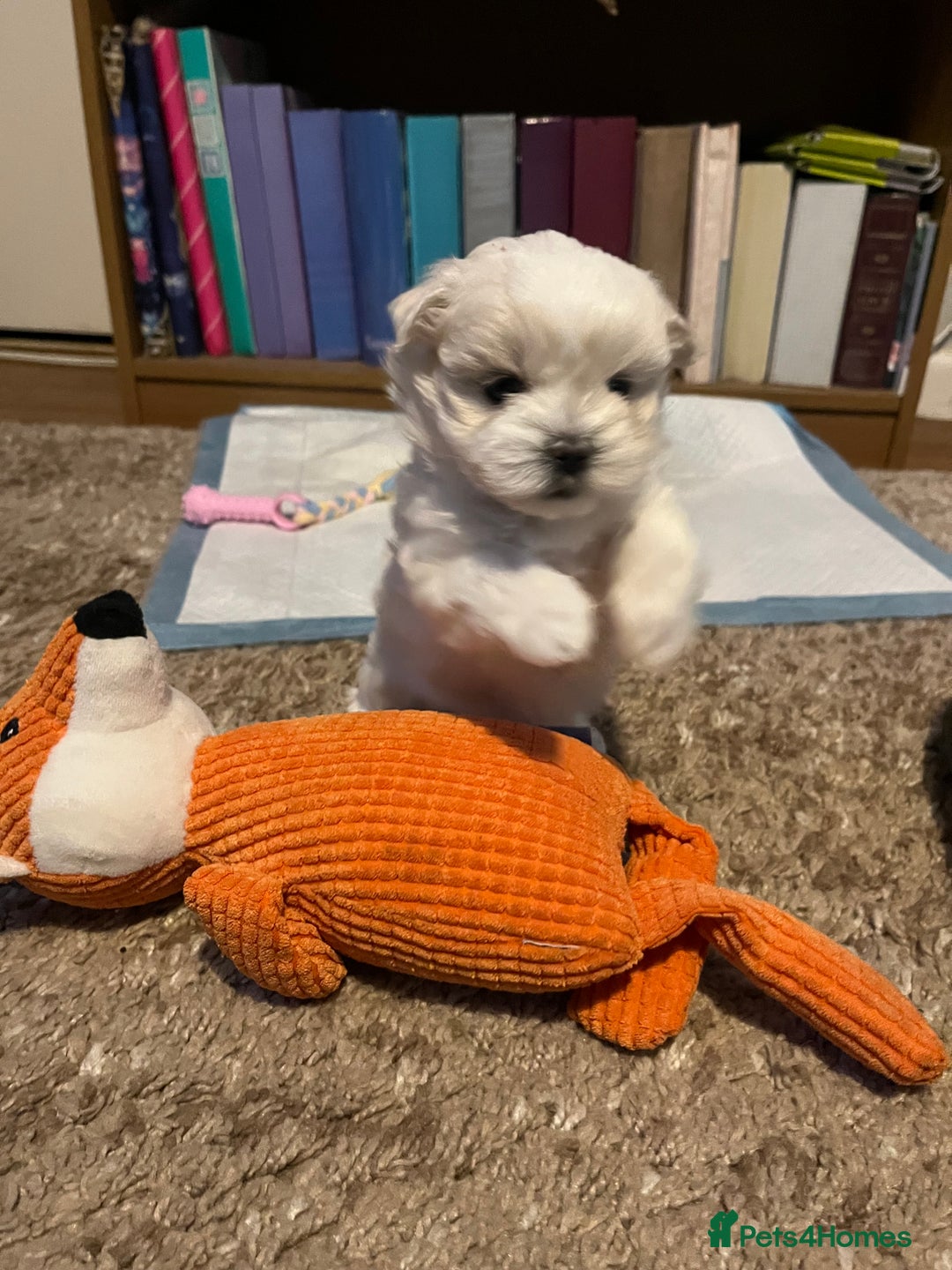 Maltese dogs for sale: Miniature Maltese - Advert 4