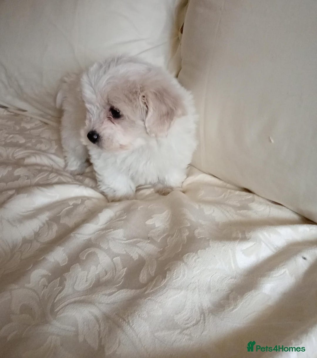 Maltipoo dogs for sale: Maltipoo puppies  - Advert 4