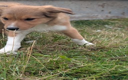 Welsh Collie dogs for sale: Welsh sheepdog puppies - Image 2
