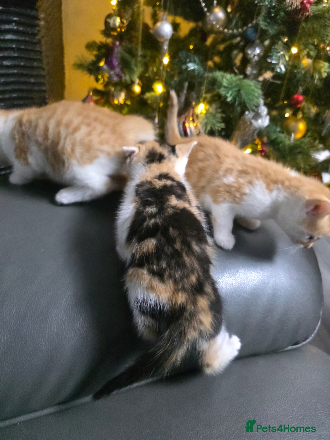 Mixed Breed cats for sale: Beautifull Kittens ready to go  - Advert 26