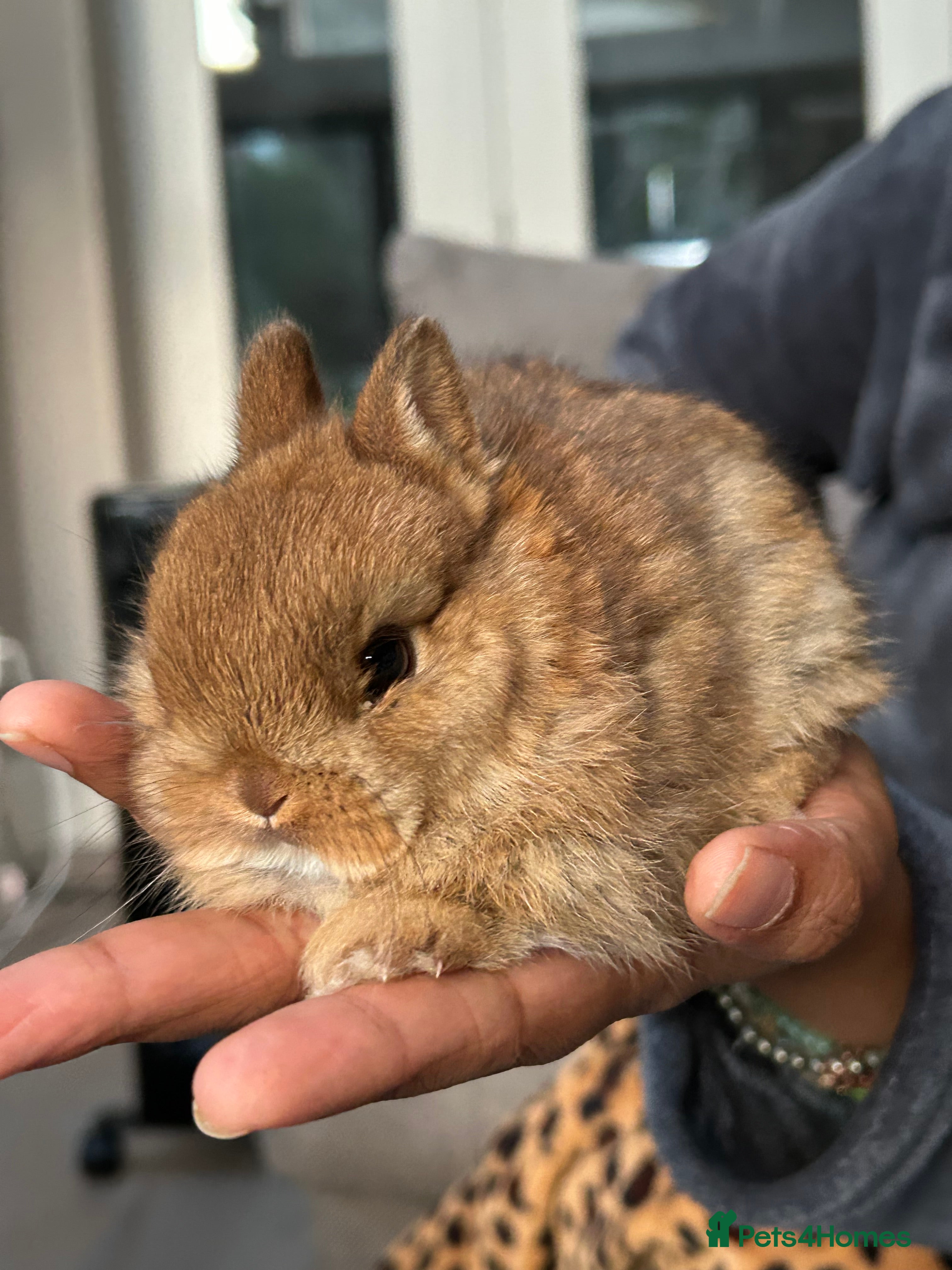 Netherland Dwarf rabbits Cute bunnies award winning parents - Advert 19