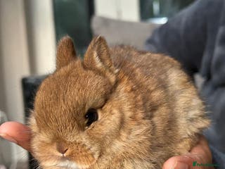 Netherland Dwarf rabbits Cute bunnies award winning parents - Advert 8
