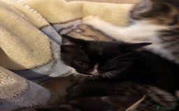 Mixed Breed cats for sale: Beautiful kittens - Image 9