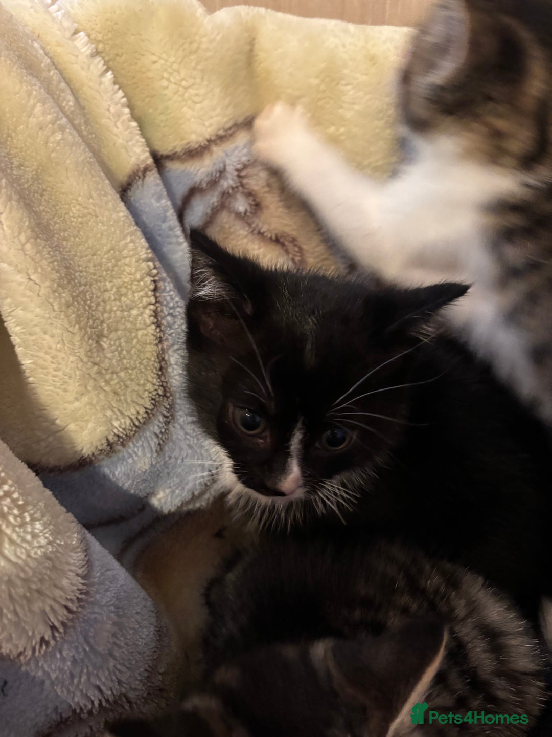 Mixed Breed cats for sale: Beautiful kittens - Image 9