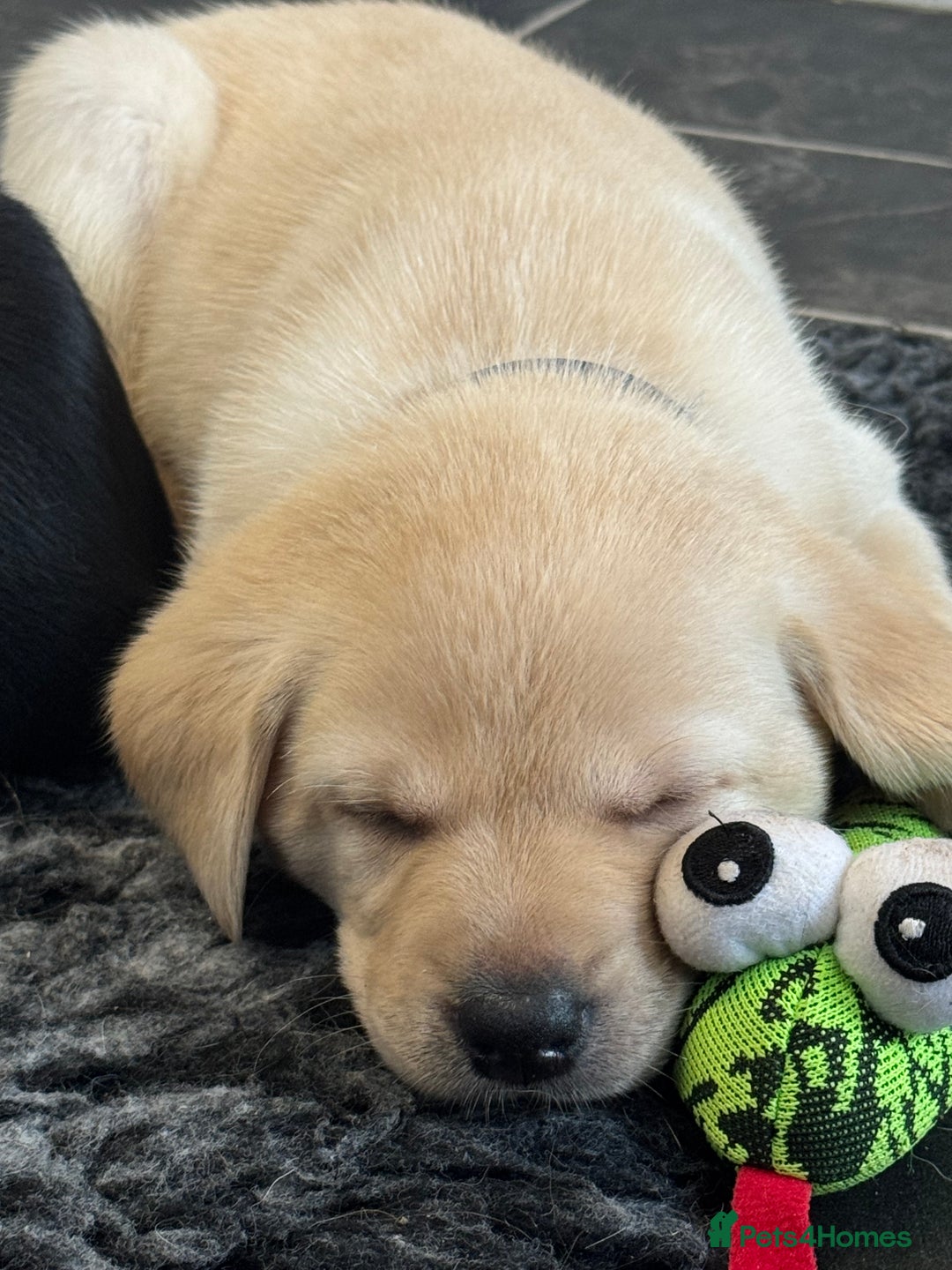 Labrador Retriever dogs for sale: Stunning KC Puppies Health Tested Parents - Advert 20